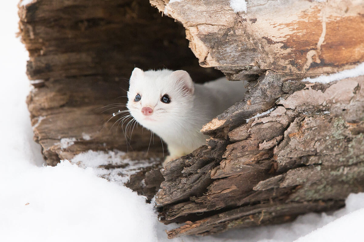 Short Tailed Weasel